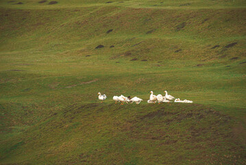 Fototapeta premium Outdoors photo of a bunch of geese walking on a green field on day time.