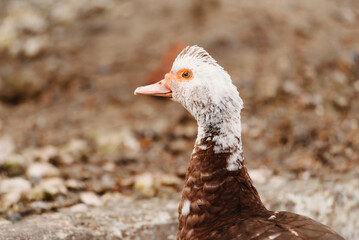 Close up outdoors photo of a white head duck face looking at the camera.