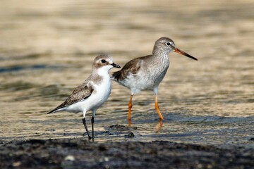 seagull on the beach