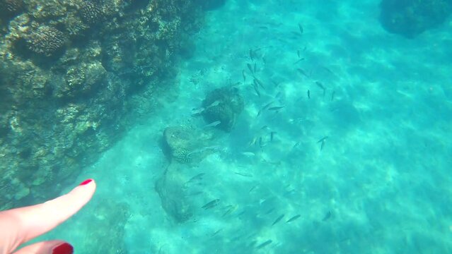 Woman snorkeler pointing at fish drifting back and forth beneath the coral reefs of MAUI.