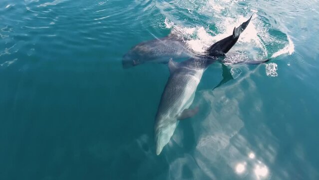 Bottlenose Dolphin couple playing underwater