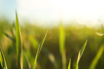 Fresh grass growing in the forest at sunset light
