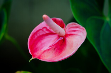 Flores do Sul da am&eacute;rica.
