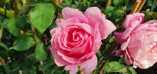 Valentine Floribunda Rose large has a mild fragrance, pale pink rose blooming on the plant after being hit by rain. Rose means tender love and is considered the queen of flowers the family Rosaceae.
