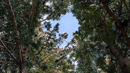 Pine trees covered with snow on frosty day at beautiful winter of Japan