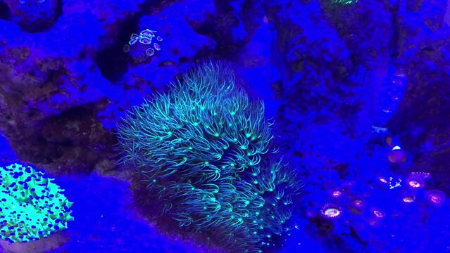 Underwater fluorescent anemones and fish