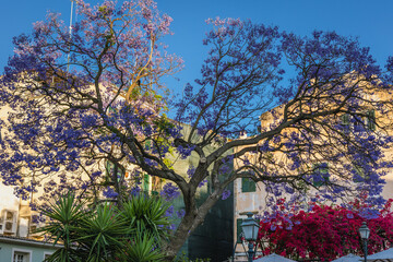 Blue Jacaranda tree on Dimarchiou Square in Corfu Town, Corfu Island in Greece