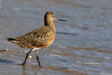 Bar-tailed Godwit in Australia
