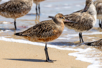 Bar-tailed Godwit in Australia