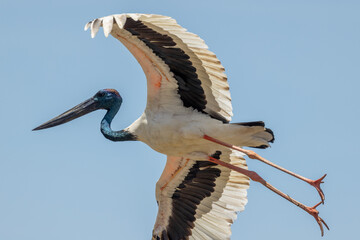 Jabiru Black-necked Stork in Australia