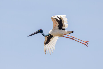 Jabiru Black-necked Stork in Australia