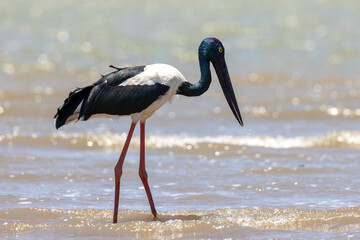 Jabiru Black-necked Stork in Australia