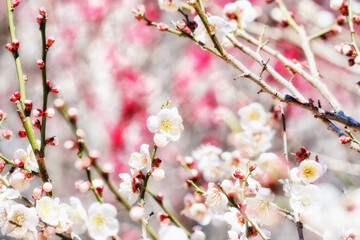Fototapeta na wymiar 春を告げる梅の開花