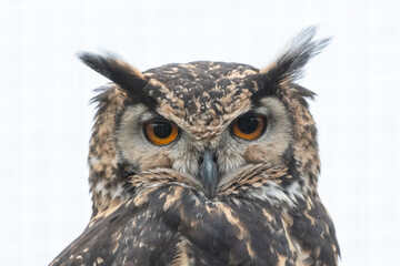 Cape eagle-owl (Bubo capensis) isolated against a white background. Beautiful African owl portrait.