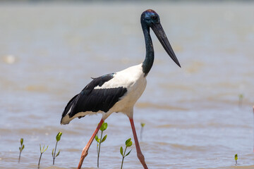 Jabiru Black-necked Stork in Australia