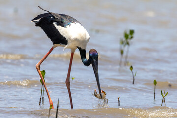 Jabiru Black-necked Stork in Australia