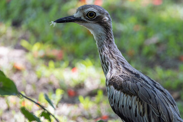 Bush Stone Curlew or Thick Knee in Australia