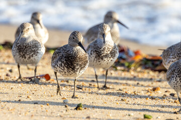 Great Knot in Australia