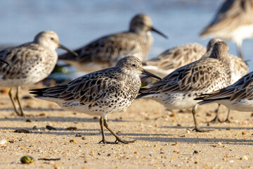 Great Knot in Australia