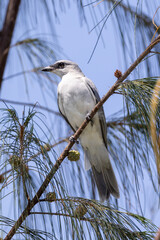 White-bellied Cuckoo-Shrike in Australia