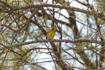 yellow bird in a tree on the costa brava