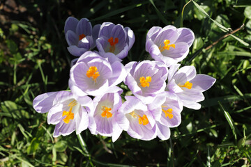 Fototapeta premium Purple spring flowers among green grass on sunny day.