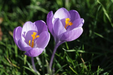 Purple spring flowers among green grass on sunny day.