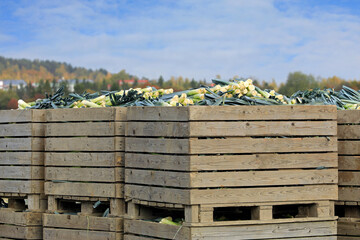 Boxes of harvested leek, Allium ampeloprasum, at the edge of leek field on a sunny day of autumn in Finland.