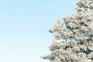 Frost on a frosty morning on the needles. Pine covered with frost