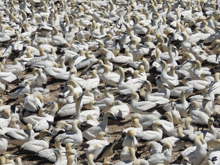 Garden Route & Lamberts Bay 