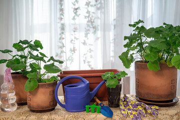 Education, master classes and floristry courses. European flower shop concept. Florist woman repotting fielding caring creates a beautiful planter of pilargonium flowers background.