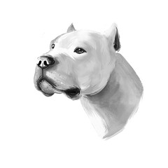 Obraz premium Brazilian Dogo dog breed isolated on white digital art illustration. Brazilian Dogge Molosser-type working dog originating Brazil pet hand drawn portrait. Graphic clipart design realistic carnivore.