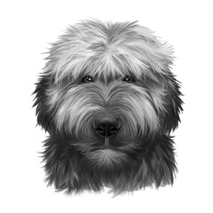 Briard dog breed isolated on white background digital art illustration. Herding dog, originally from France, dog head portrait, clipart realistic design puppy hand drawn print, Berger de Brie.