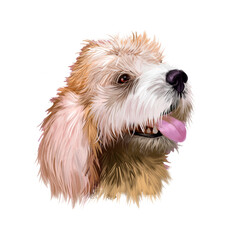 Briquet Griffon Vend?en dog breed isolated on white background digital art illustration. Hunting dog originating in France, dog head portrait, clipart realistic design puppy hand drawn print.