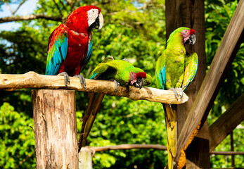 Kolorowe trzy tropikalne papugi z czerwonymi, zielonymi i niebieskimi piórami i dużymi dziobami, siedzą na gałęzi w dżungli w ciepły, słoneczny, letni dzień.