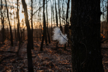 bird feather on a tree in nature at sunset