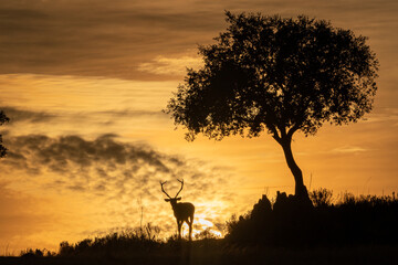 The silhouette of a wild deer with the sun in its natural habitat in Spain.