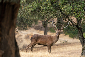 A wild male deer in its natural environment in the south of Spain.