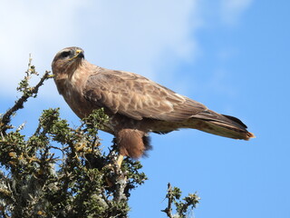 garden route game reserve