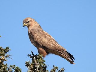 garden route game reserve
