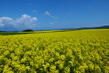 Obraz premium 横浜町の菜の花畑。横浜、青森、日本。5月中旬。