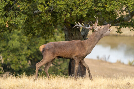 A wild male deer in its natural environment in the south of Spain.