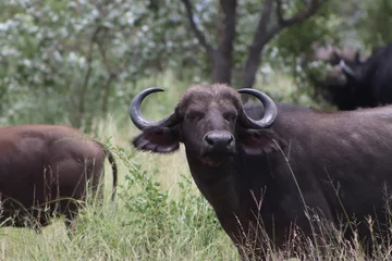 Photo sur Plexiglas Parc national du Cap Le Grand, Australie occidentale Buffalo, Kruger National Park, South Africa