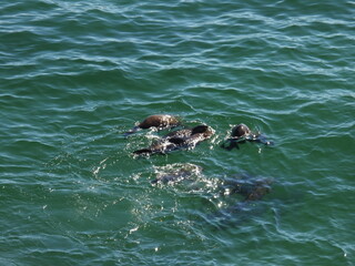 Fototapeta premium garden route game reserve