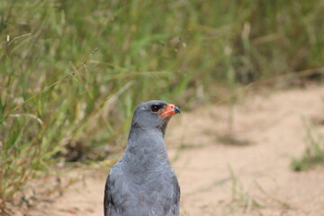Juvenile African harrier-hawk, harrier hawk or gymnogene, Kruger National Park, South Africa