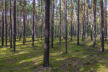 Pine trees forest in Sulejowek town near Warsaw city, Poland