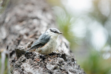 Eurasian or common nuthatch bird in the woods searching for food - cedar nuts. Birdwatching and biology concept
