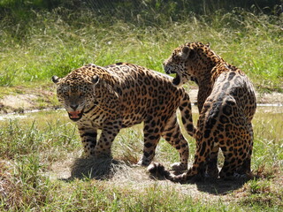 garden route game reserve