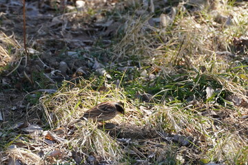 yellow throated thrush on the ground