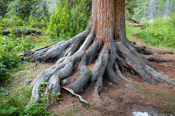 A powerful root system of a pine tree in a dense forest. Ecosystem and biology concept